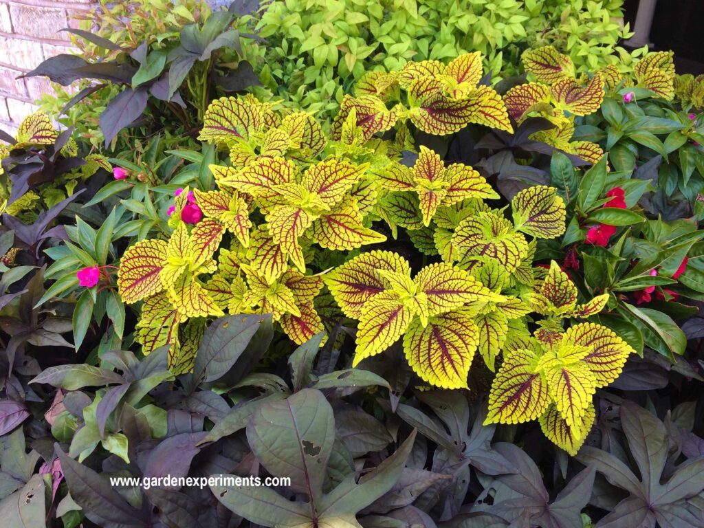 Container garden with coleus, sweet potato vine, and impatiens