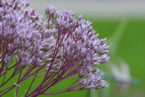 Joe Pye Weed