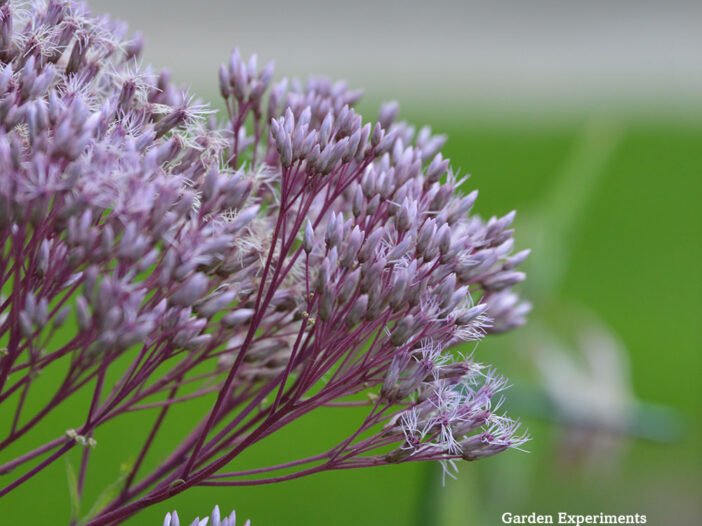 Joe Pye Weed