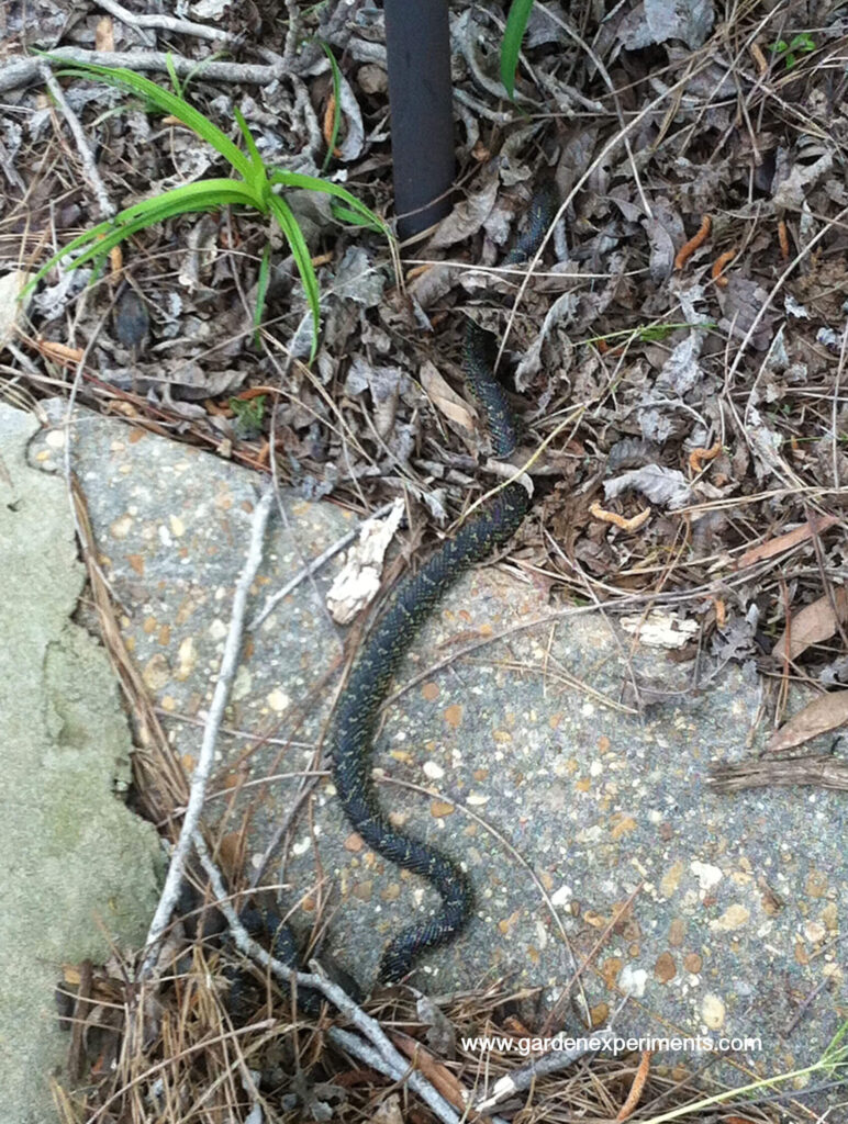 Speckled king snake