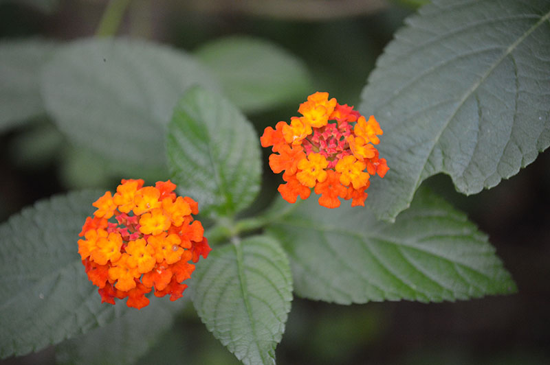 Lantana