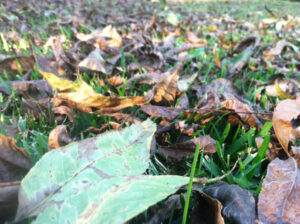 Leaves on the lawn