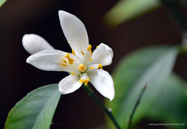 Lemon tree flower