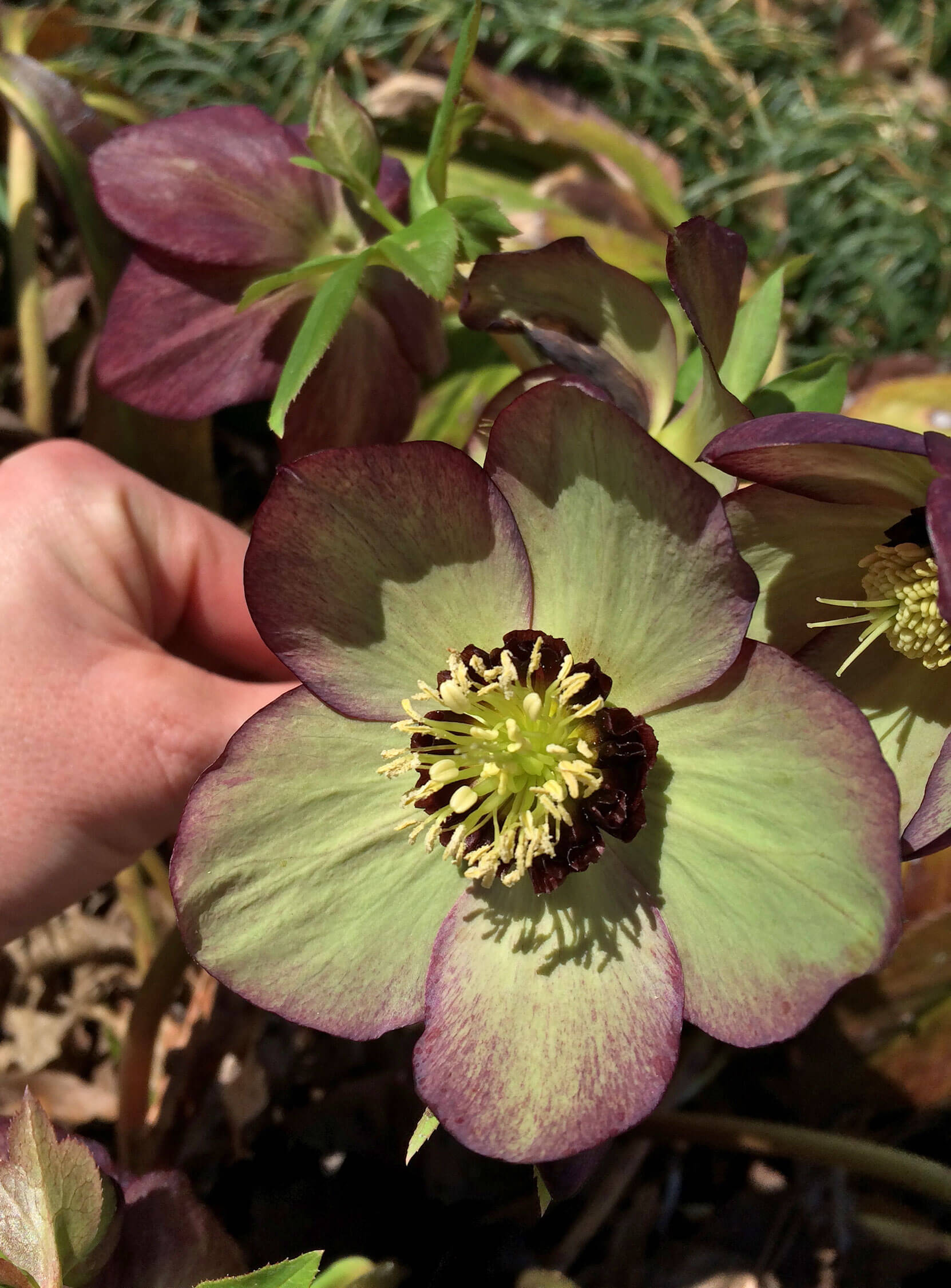 Helleborus