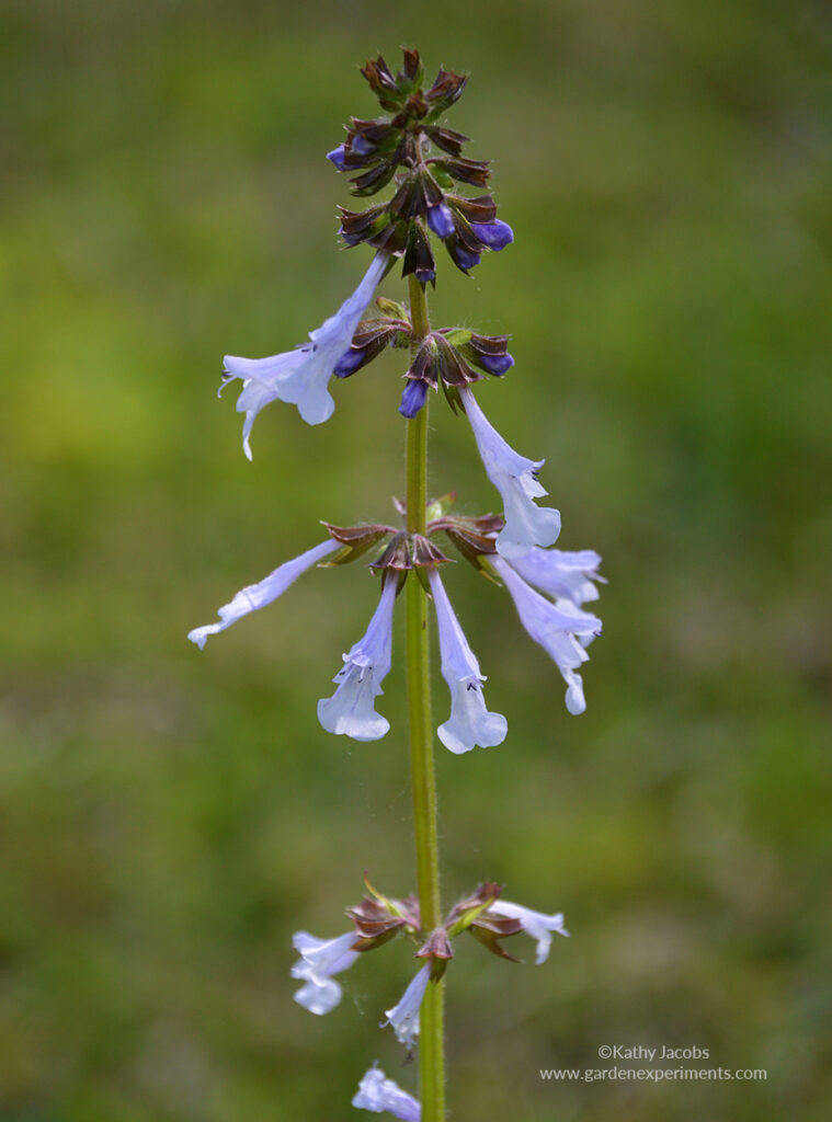 Lyreleaf sage (Salvia lyrata)