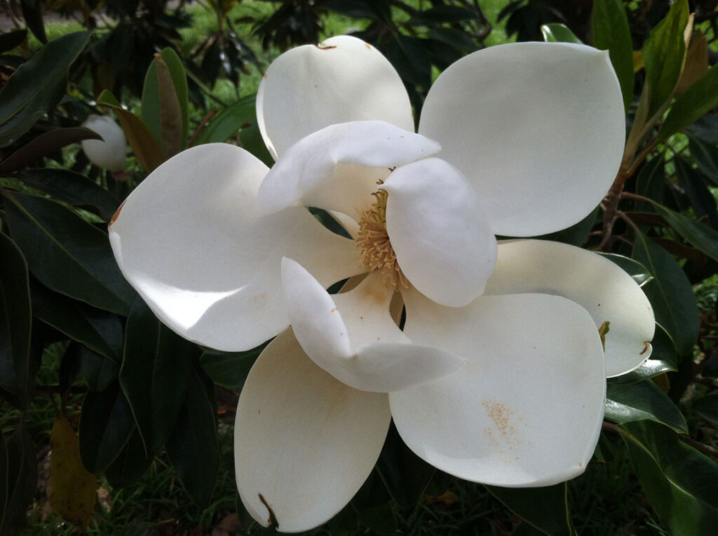 Southern magnolia