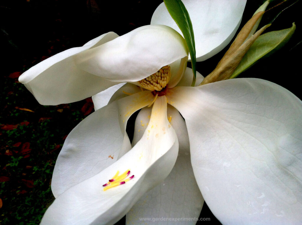 Magnolia grandiflora