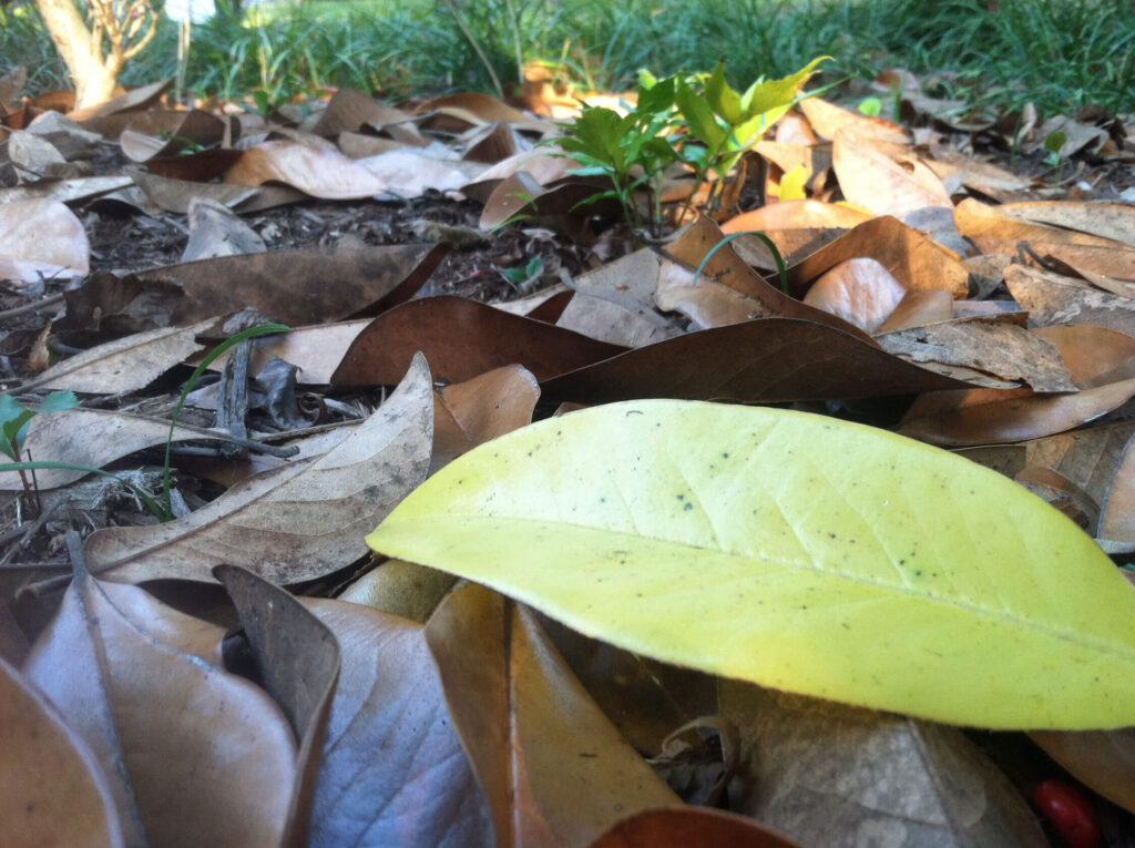 Magnolia leaves