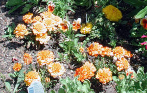 Marigolds