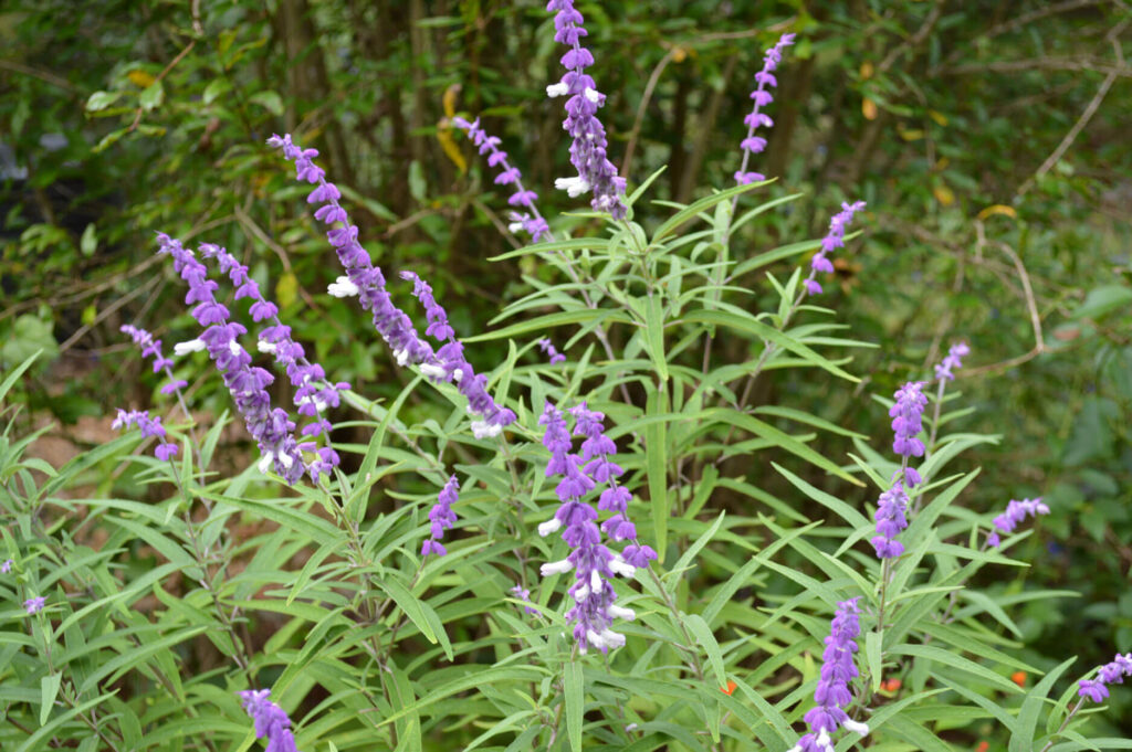 Mexican Salvia – Salvia leucantha