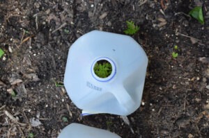 Marigold seedling covered by milk jug