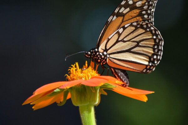 Monarch butterfly on Mexican Sunflower