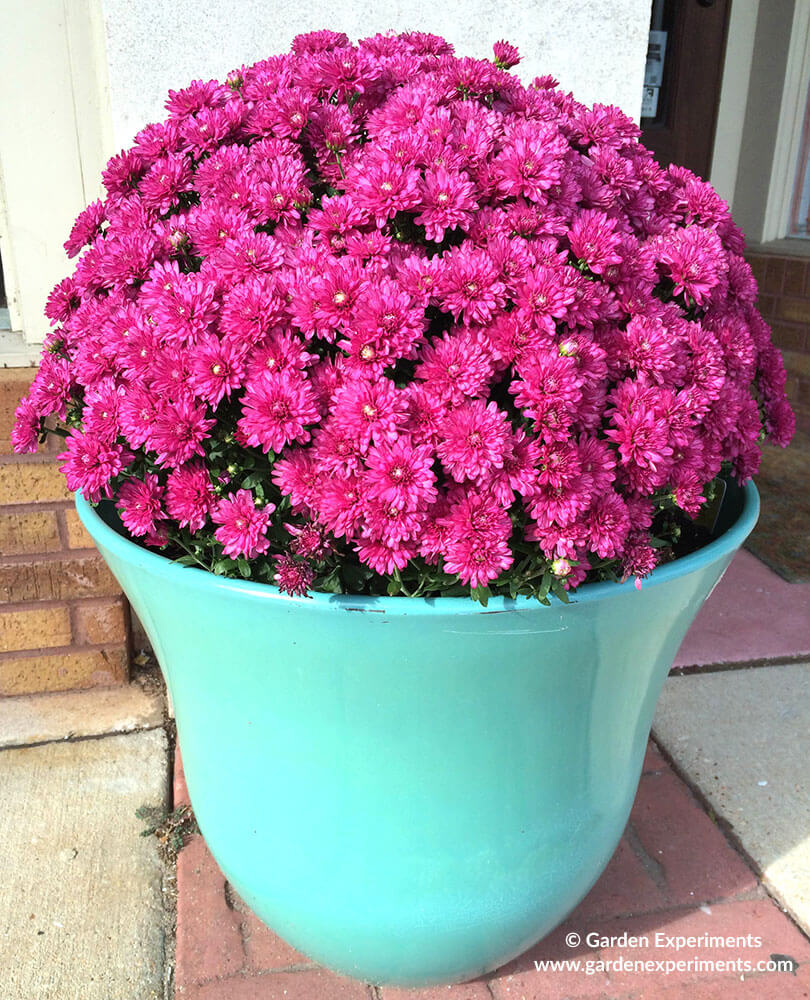 Mums in a container