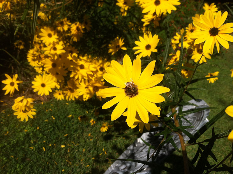 Narrow leaf sunflower blooming in October