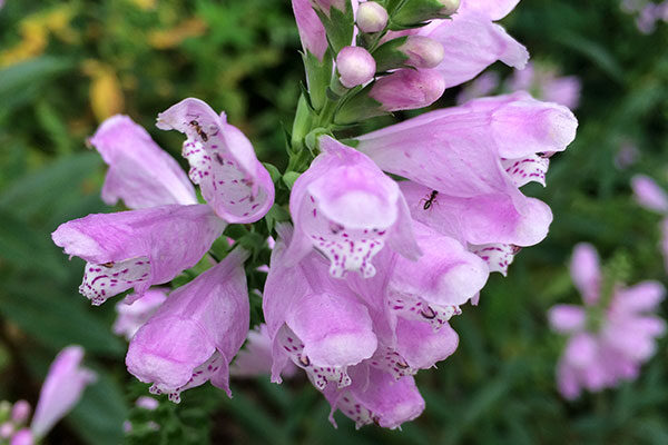 Obedient Plant - Physostegia virginiana