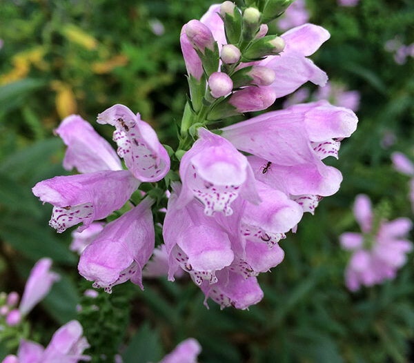 Obedient Plant - Physostegia virginiana