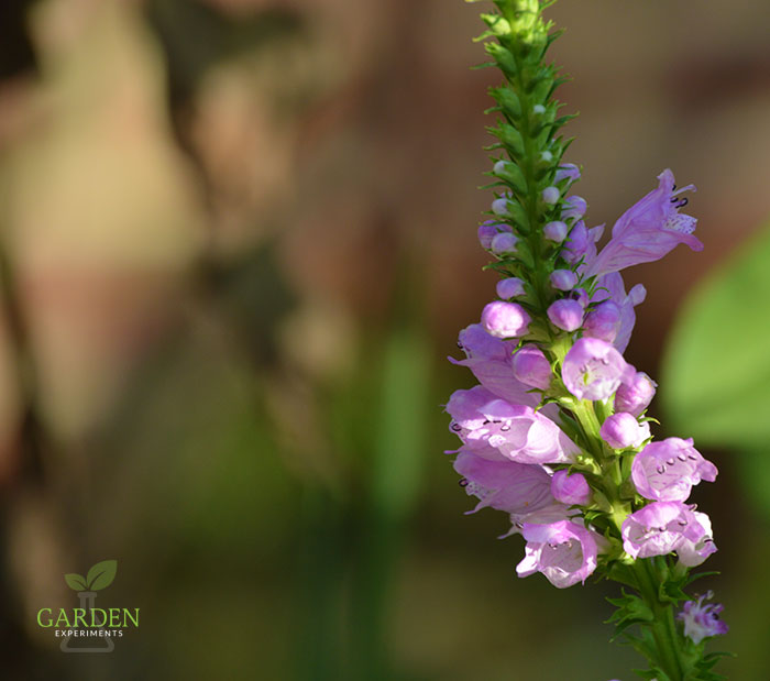 Obedient Plant - Physostegia virginiana