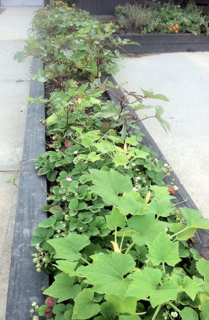 Okra and Strawberries