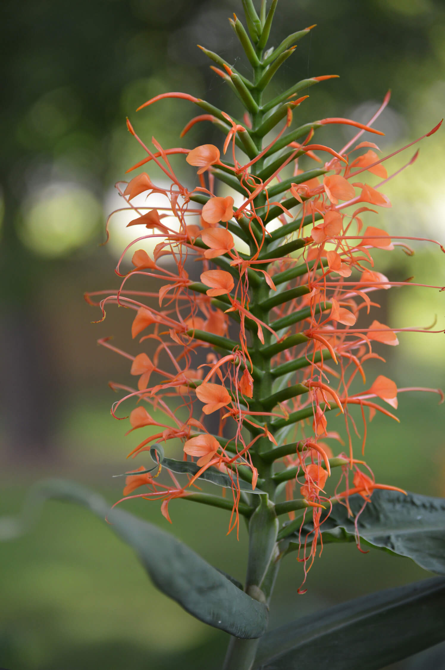 Orange ginger lily flower