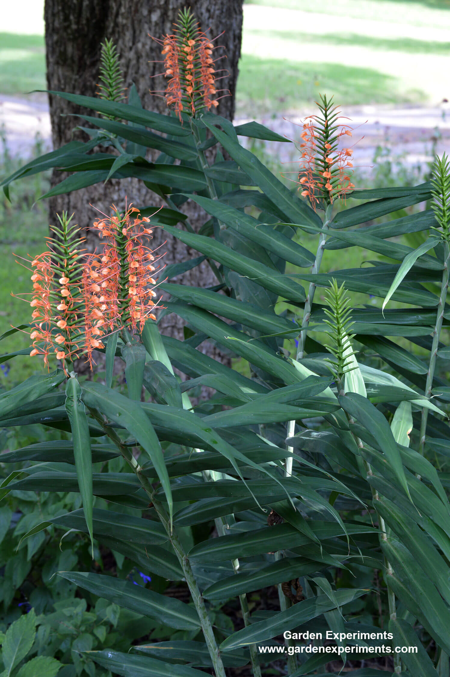 Orange ginger lily growing under a tree