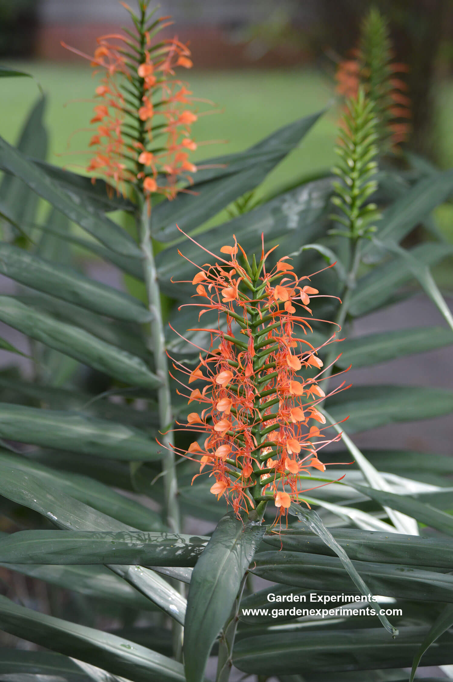 Orange Ginger Lilies