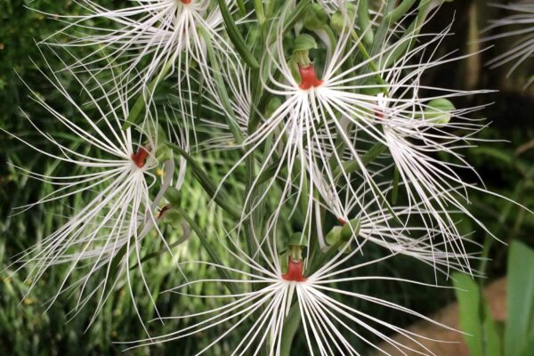 Orchid from Atlanta Botanical Garden