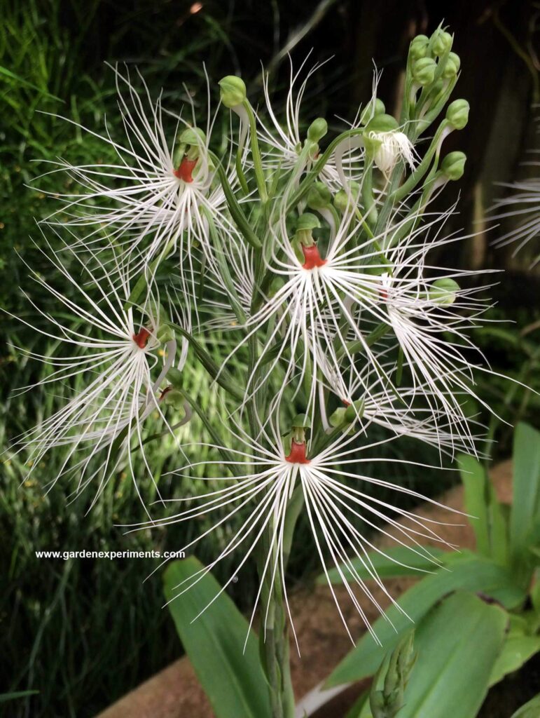 Orchid from Atlanta Botanical Garden