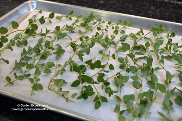 Oregano on the cookie sheet