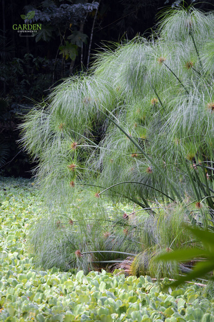 Large papyrus plant at the edge of a pond covered in water lettuce