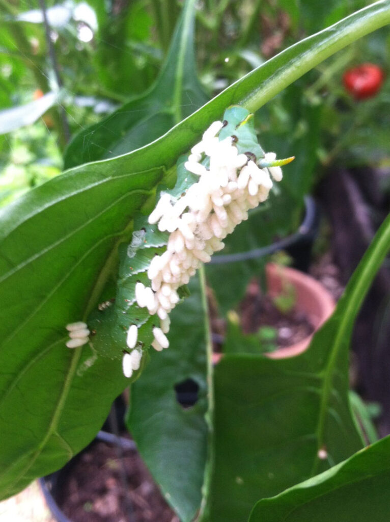 Parasitized Tomato Hornworm