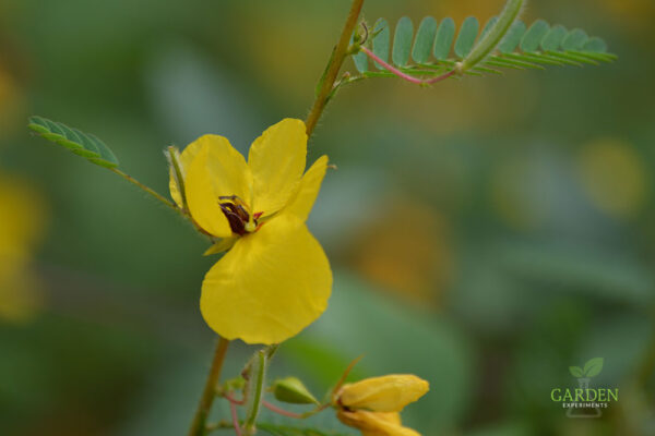 Partridge pea flower