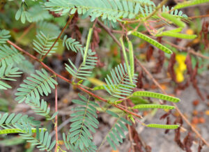 Partridge pea pods