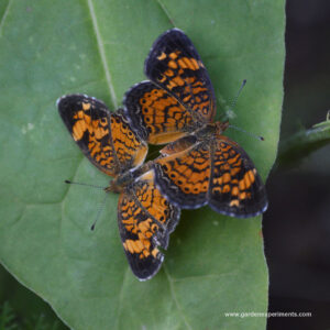 Pearl crescent butterflies mating in the butterfly garden