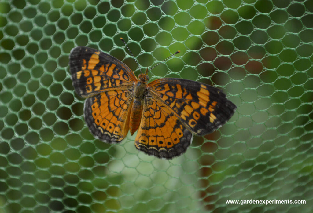 Pearl Crescent Butterfly