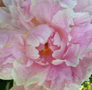 Double peony