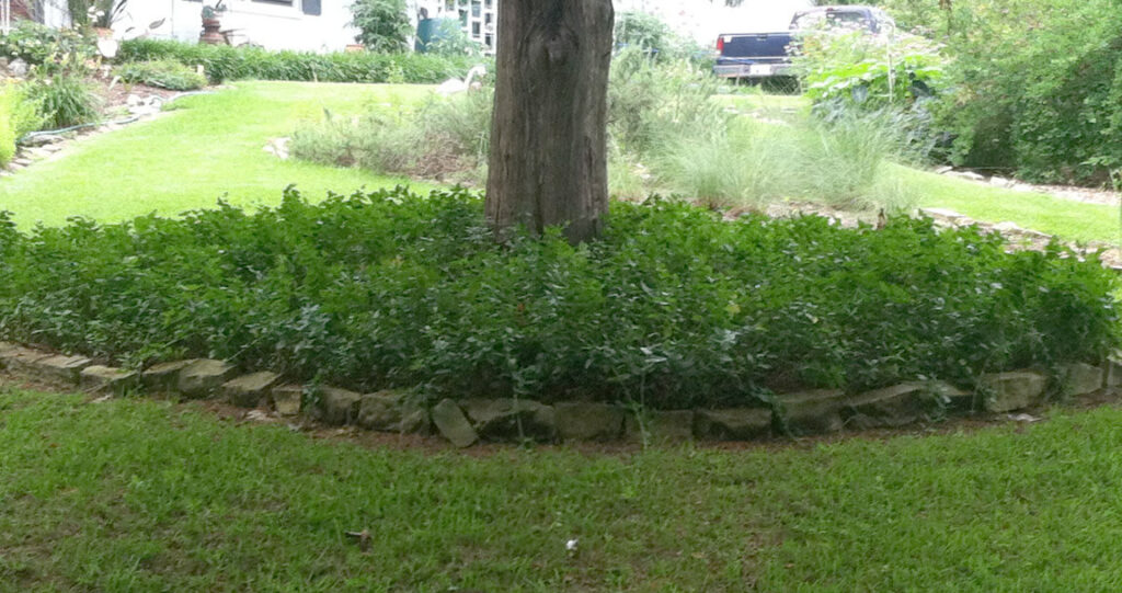 Vinca can take over. It works here b/c it is in a bed separated from other plantings and edged with rocks