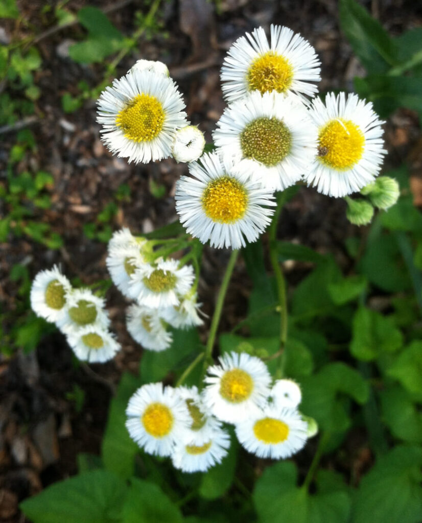 Philadelphia Fleabane Flowers