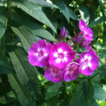 Phlox