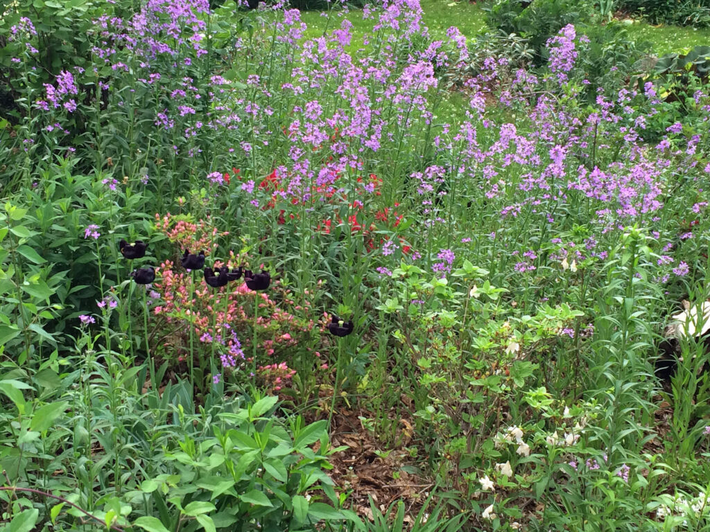 Phlox and more