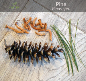 Pine tree needles, male cones, female pine cone