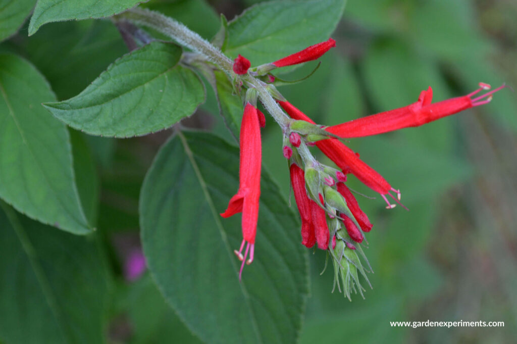 Pineapple Sage