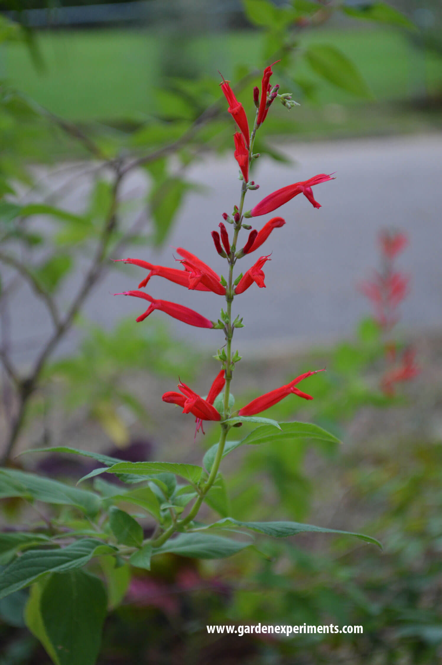 Pineapple Sage