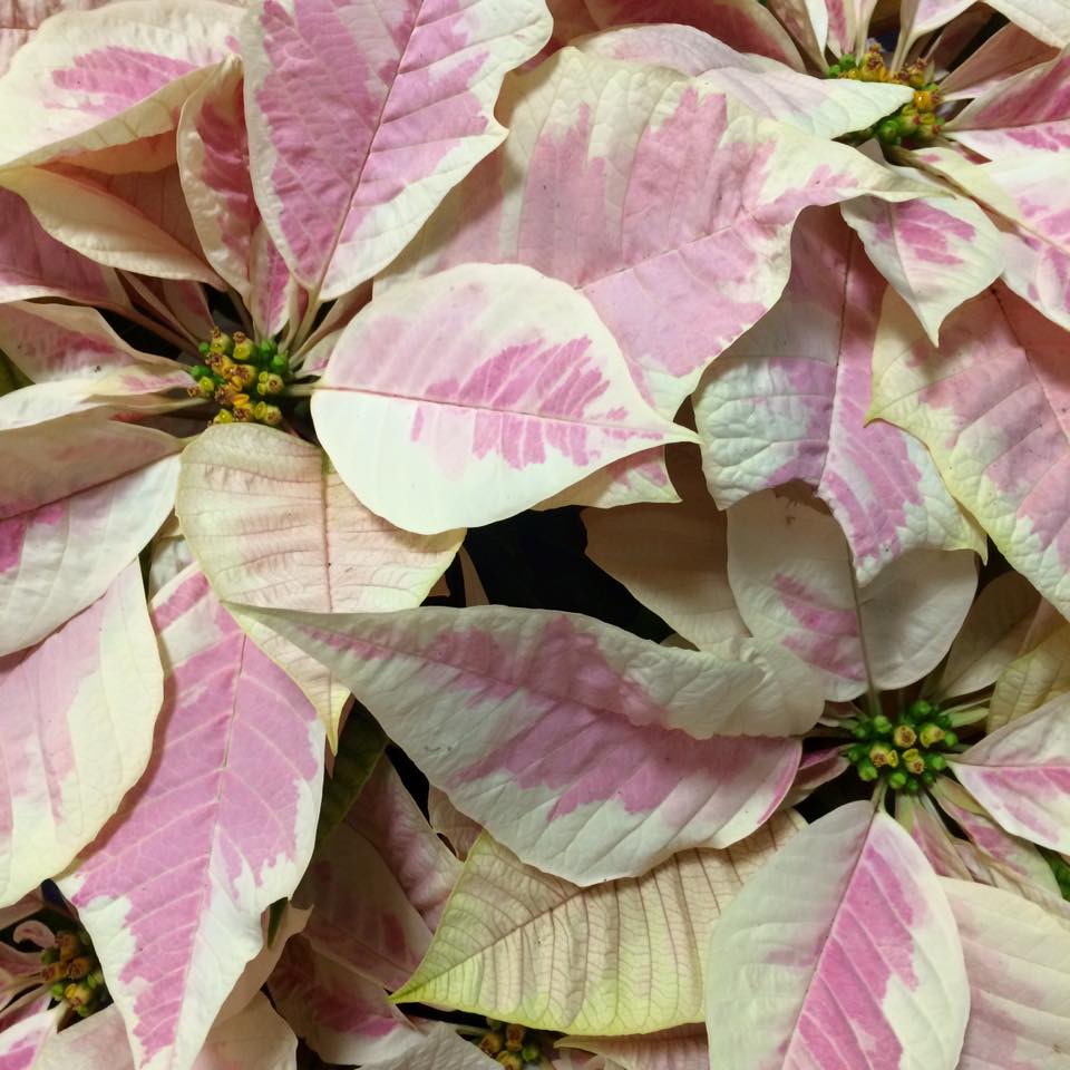 Poinsettia