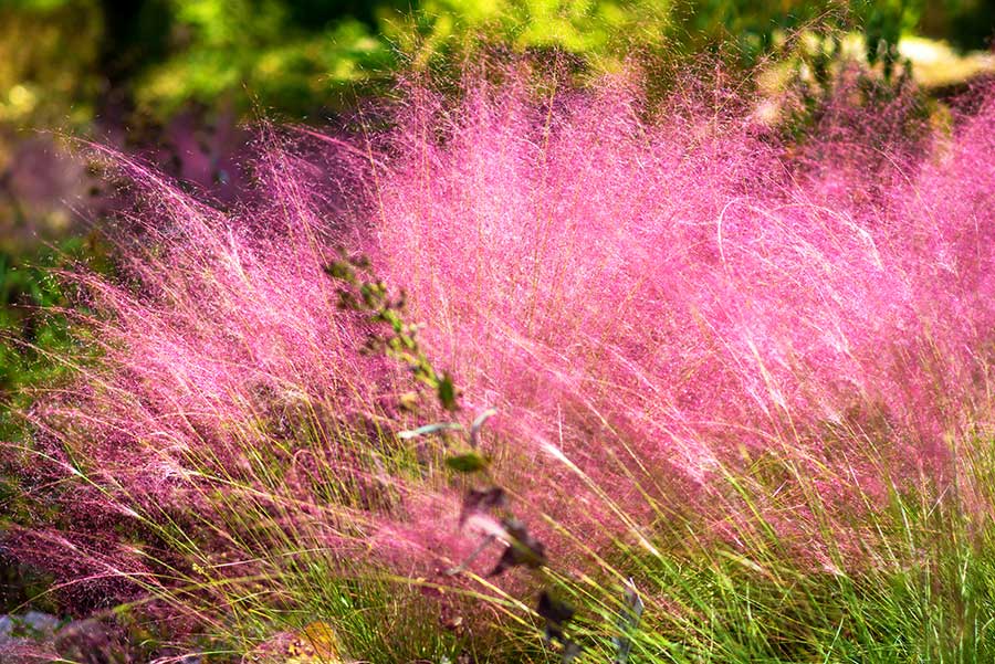 Soft, flowy pink flowers of pink muhly grass, a native perennial grass that blooms in fall