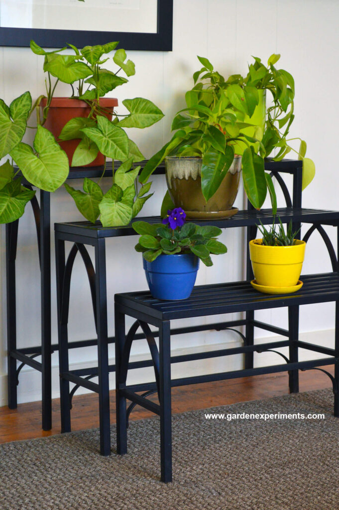 Plant Stand Trio in My Living Room