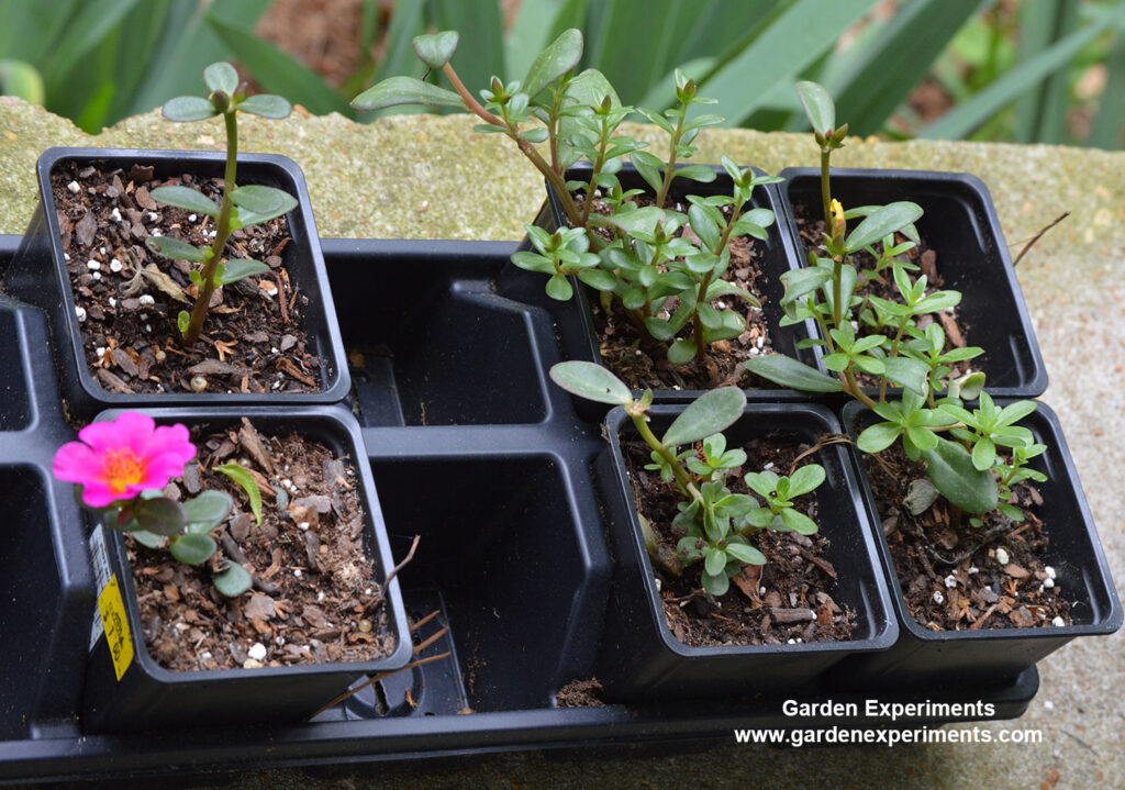 Rooting portulaca cuttings