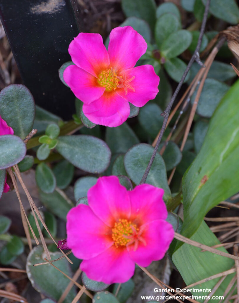 Portulaca grandiflora