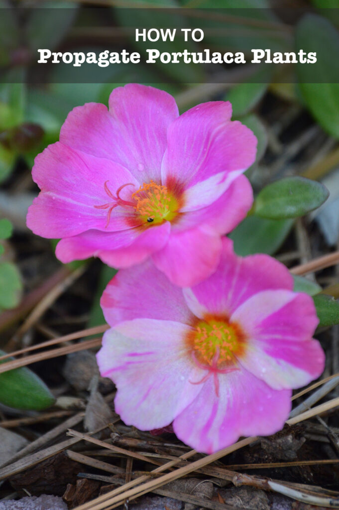 How to propagate portulaca plants