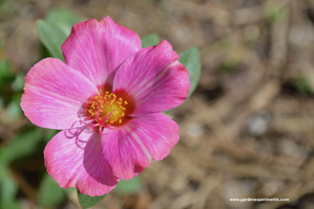 Portulaca grandiflora