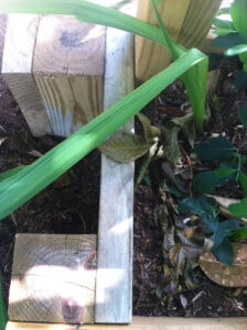 4x4 posts attached to each other and the raised herb bed